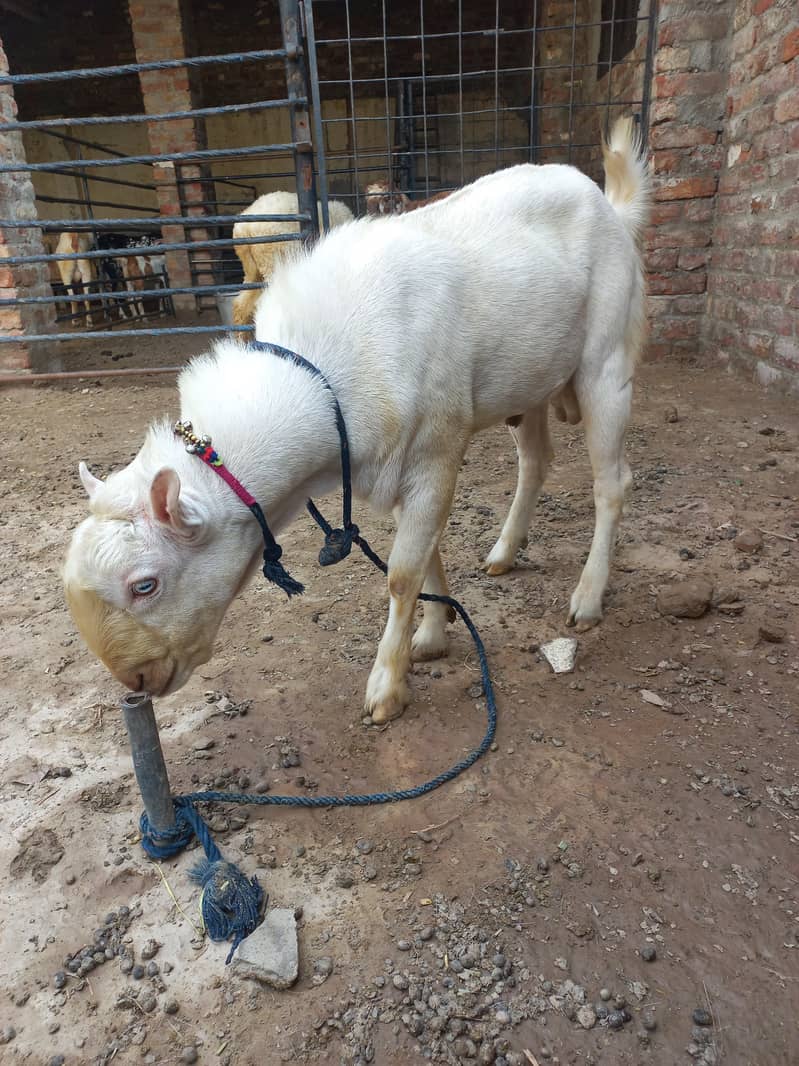 Bakra 2