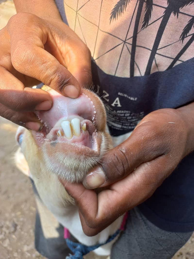 Bakra 3