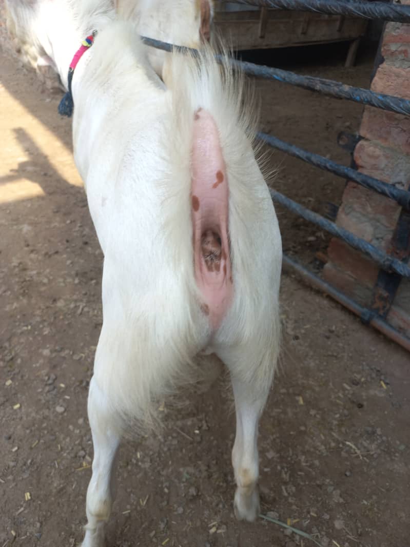Bakra 4