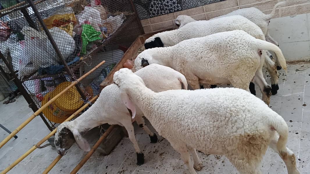 dumba available 3