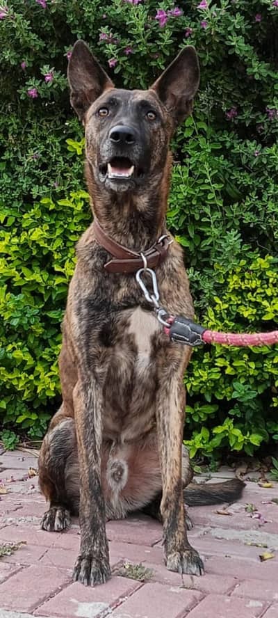 Dutch Shepherd puppy One year few months