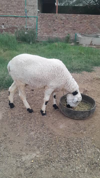 Sheep for qurbani