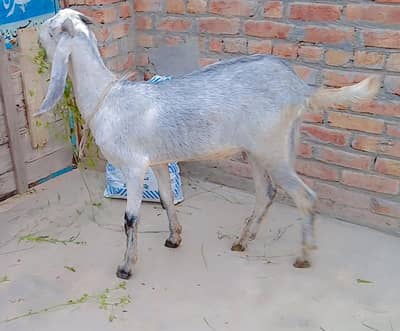 Bakra for Sale 18/19 kg Wait Gahr Ka Pala hua ha
