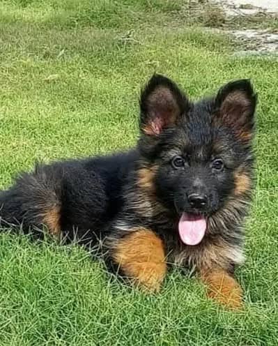 German Shepherd male puppy for sale 03262107955 my WhatsApp number