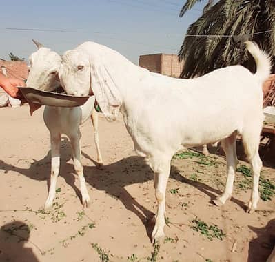 Rajanpuri bakra 2026 kurbani (4dant,,100kg)