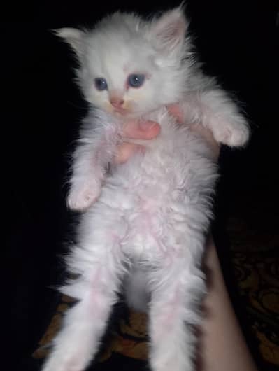baby cat