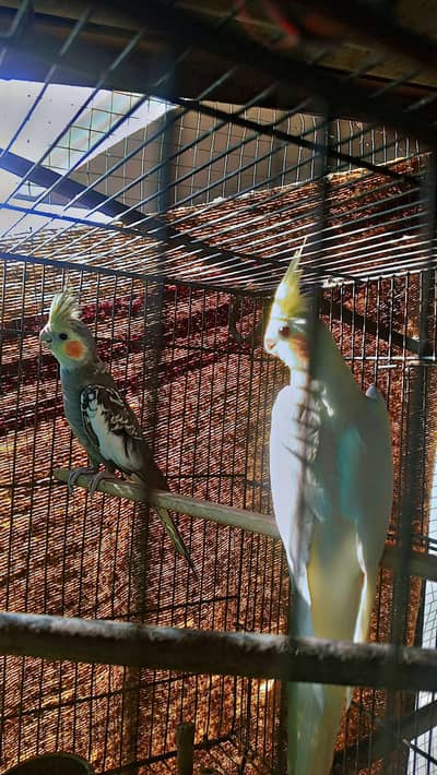 full healthy and active parrot guarantee k sath cage aseel k bachy be