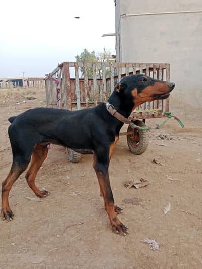 doberman male for sale