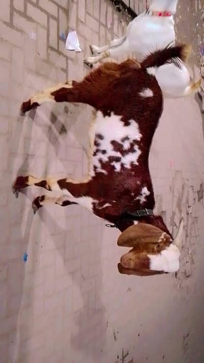 21 month healthy Bakra for sale