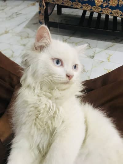 Cats for sale with mother