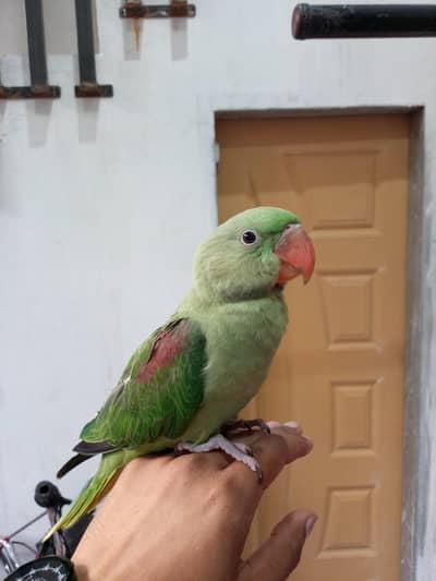 for sale