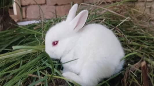 Red eyes rabbits kitten's