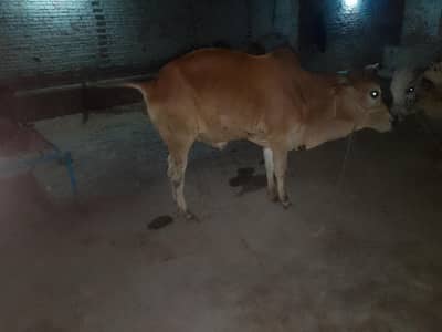 cow dunda wachaa jhang city