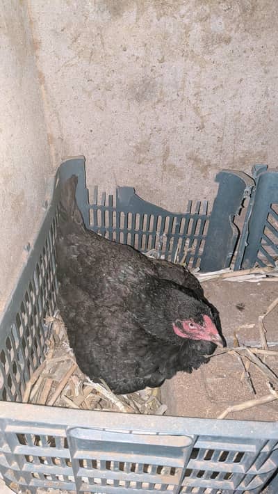 Aseel mushki (krukk) / Aseel lakhi Saleti Breeder