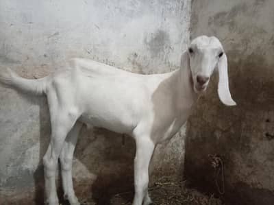 Rajan puri bakra