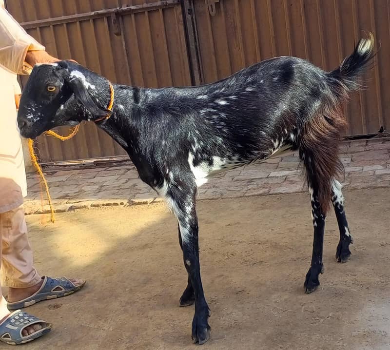 Goat/Bakri 1
