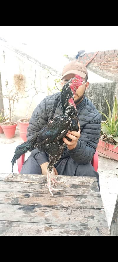 Quality Mushka Murga for sale
