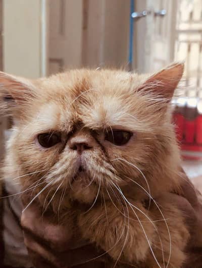 Persian pecki face male cat