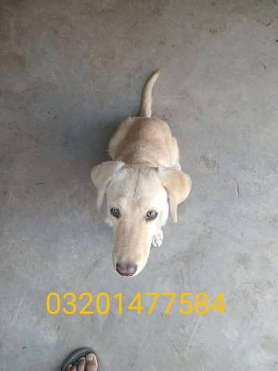 family dog