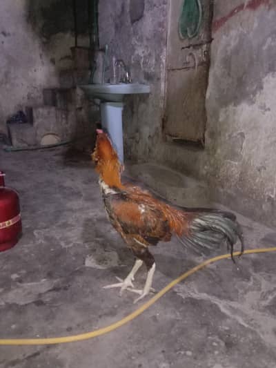 pure Mianwali for sale jis bhai ko chahiye raabta Karen 03296978937