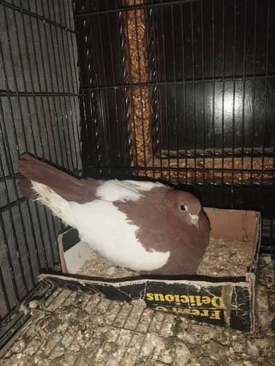 Brown Sherazi Pair For Sale