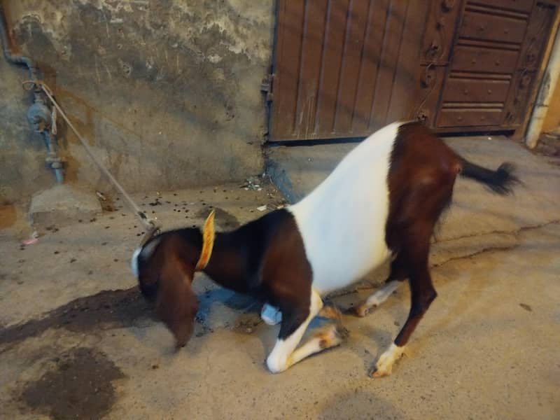 Barkra 1