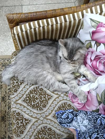 Persian Male Cat for sale