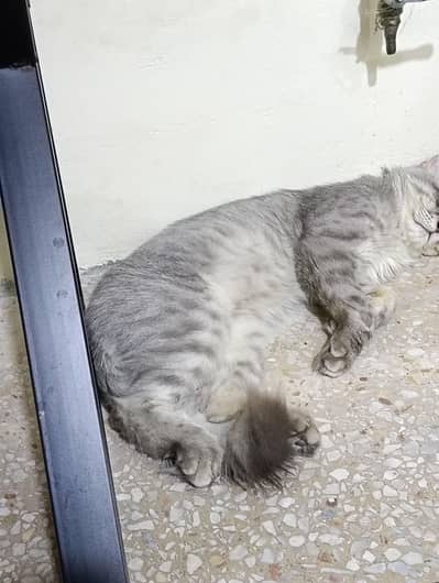 Persian Male Cat for sale