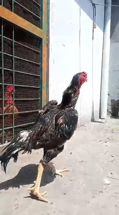 shamo male high quality