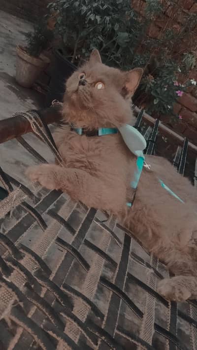 persian cat male  litter trained