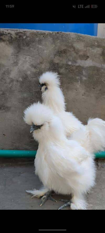 Silkie for sale