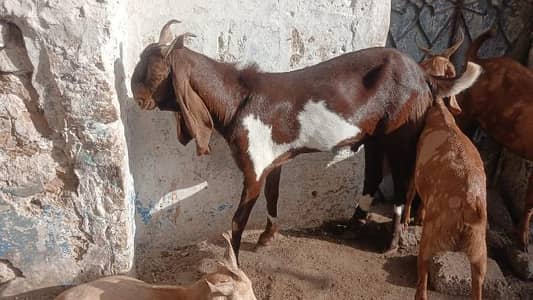 Bakre Available