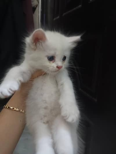 1.5 month age  kitten