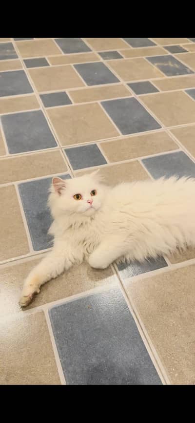 Playful and trained female triple coat Persian cat