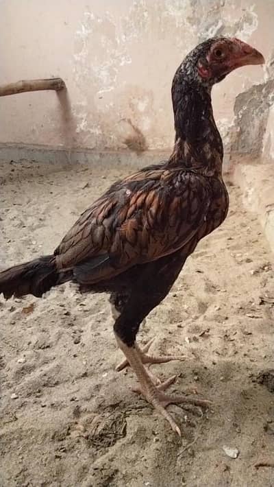 Aseel croos Patha exchange or sale