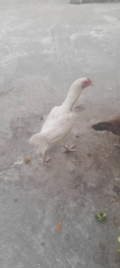 white paper murgi for sale