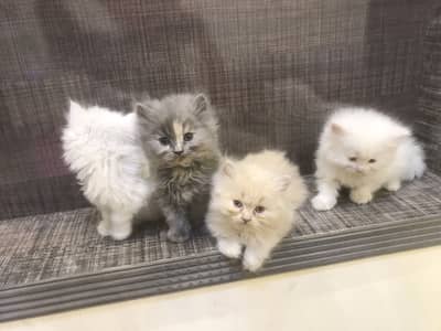 Triple coat persian kittens pair