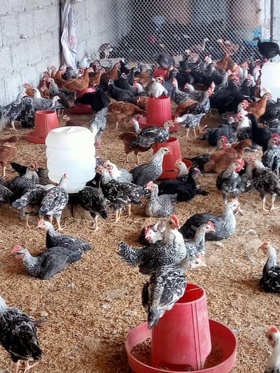 australorp, rir, egyption fiomy, dhandarvi breeds k 2 mah k chicks