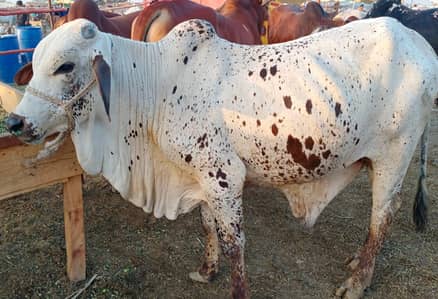 Bull | Cow | Bakra | Goat | Sheep | Chatra | Qurbani