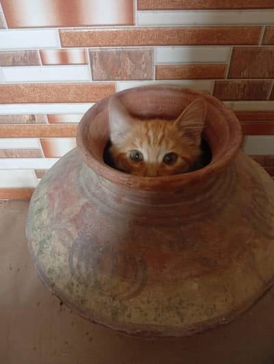 male cat