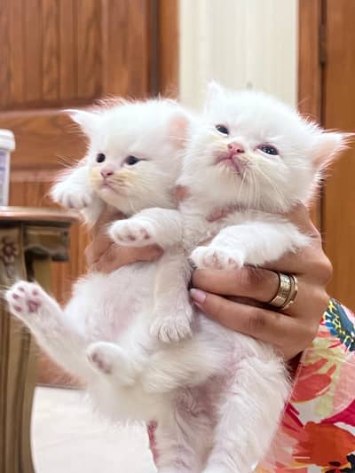 kittens for new homes