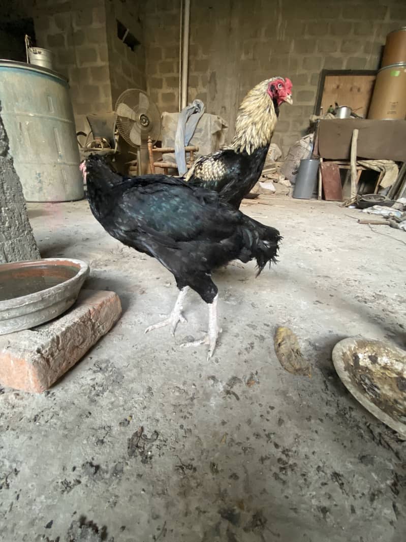 Breeder pair 1