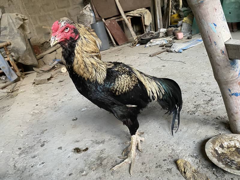 Breeder pair 3