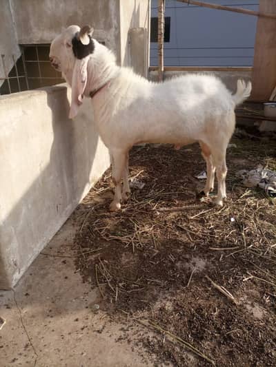 Bakra