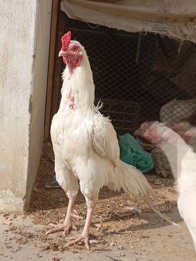 aseel hera pair