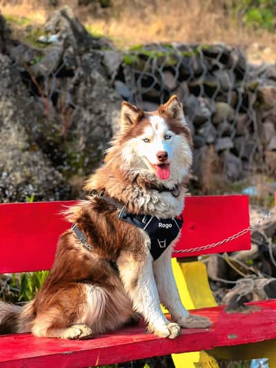 Siberian husky male