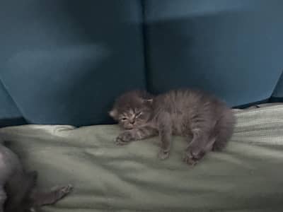 Kitten available