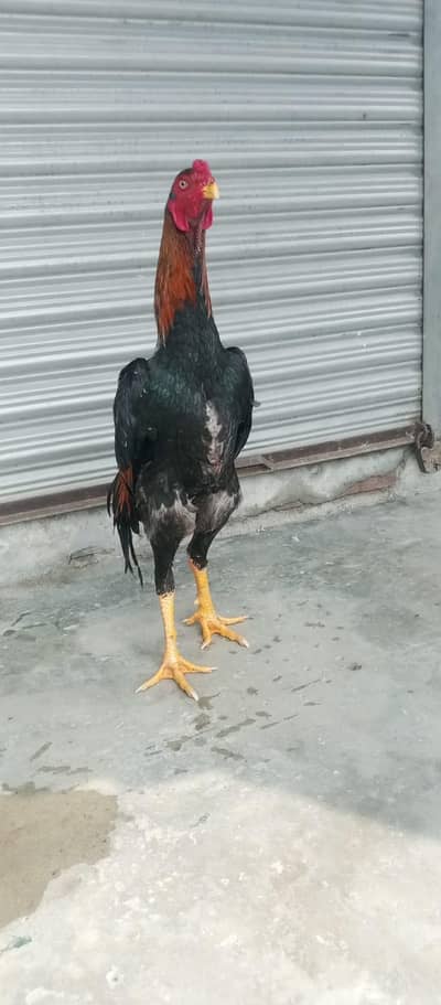 Shamo breed