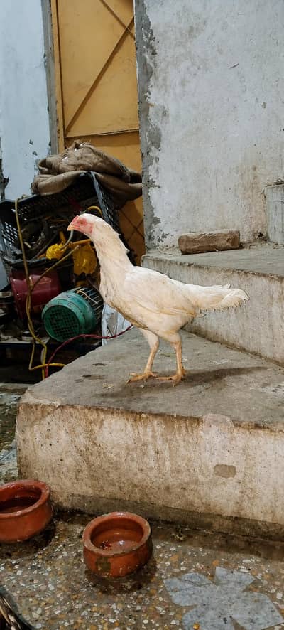 Paper White Aseel Female