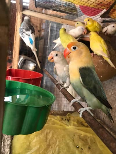 Love birds pair and Australian pair for sale full healthy and active